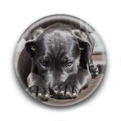 Badge Chiot Labrador