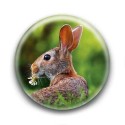 Badge : Lièvre