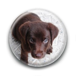 Badge Chiot Labrador Marron