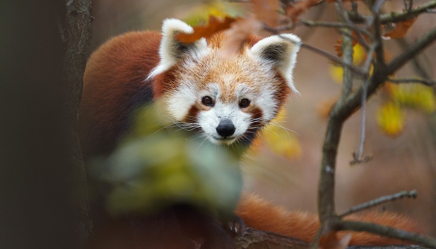 Badges Animaux & Nature