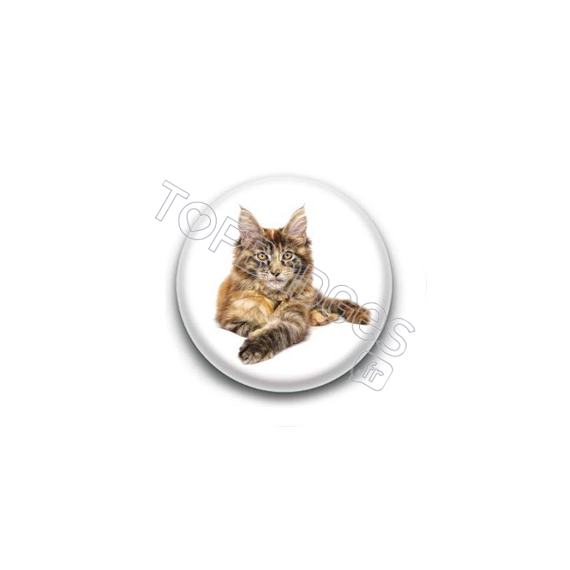Badge Chat Maine Coon