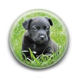 Badge Bébé Labrador
