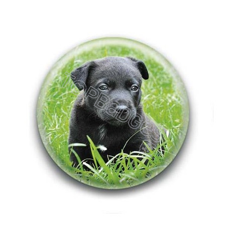 Badge Bébé Labrador