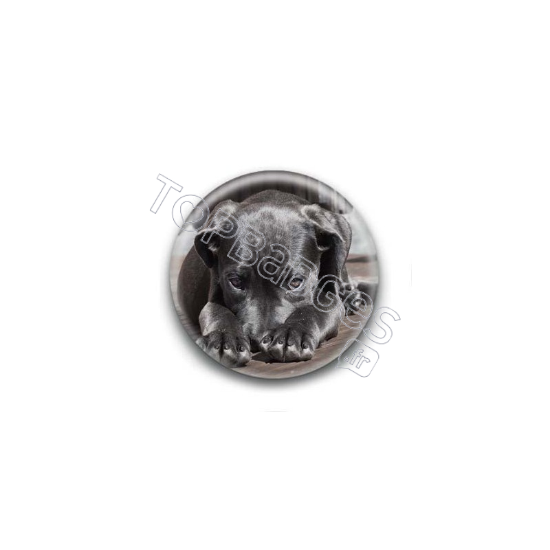 Badge Chiot Labrador