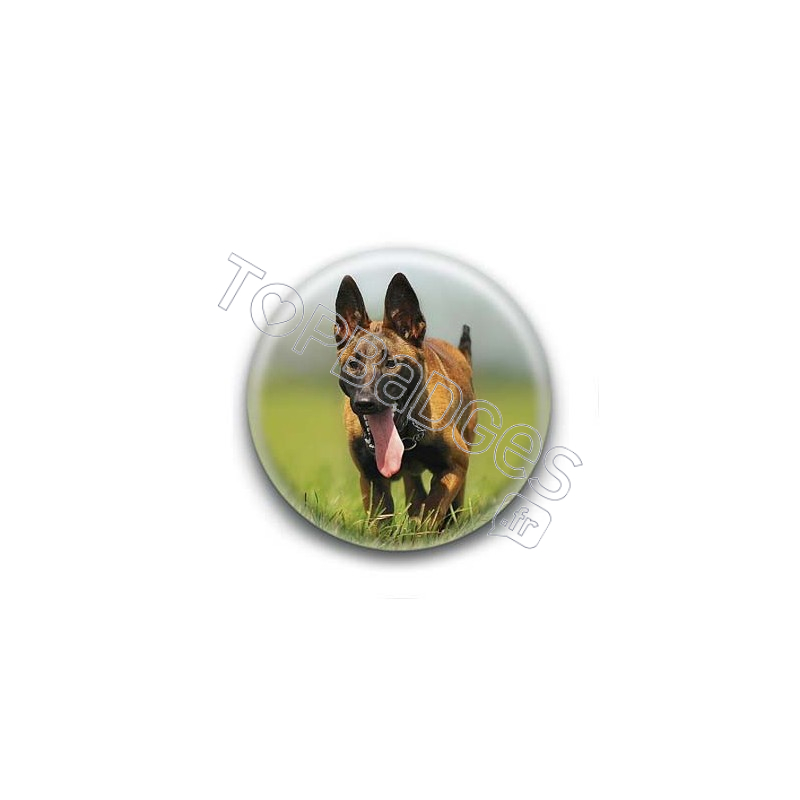 Badge Chien Malinois