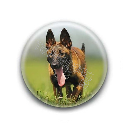 Badge Chien Malinois