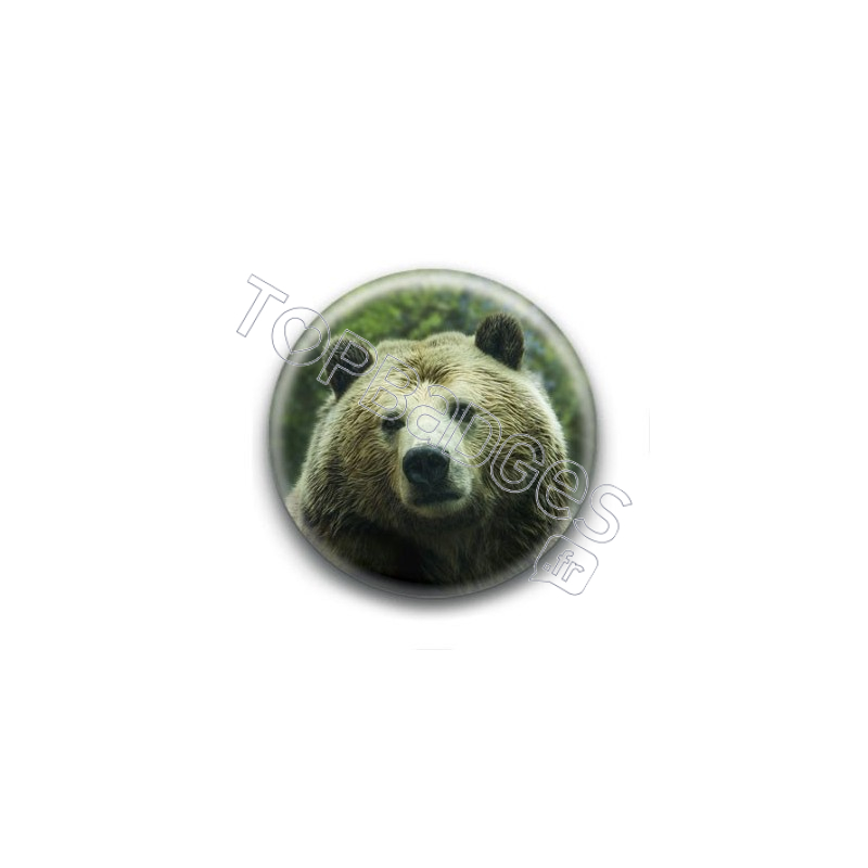 Badge : Ours brun