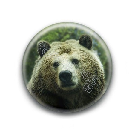 Badge : Ours brun
