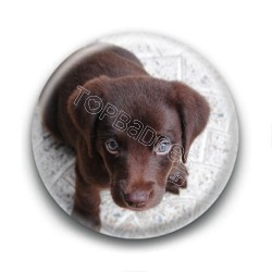 Badge Chiot Labrador Marron