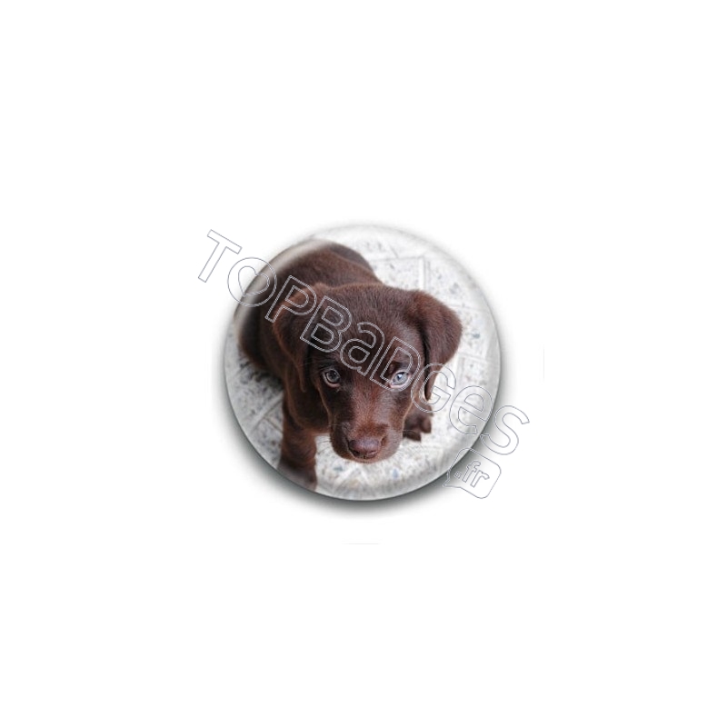 Badge Chiot Labrador Marron