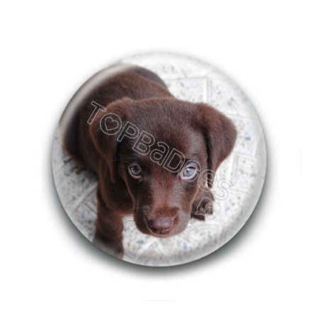 Badge Chiot Labrador Marron