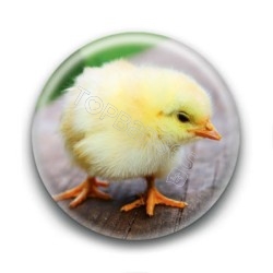 Badge Poussin