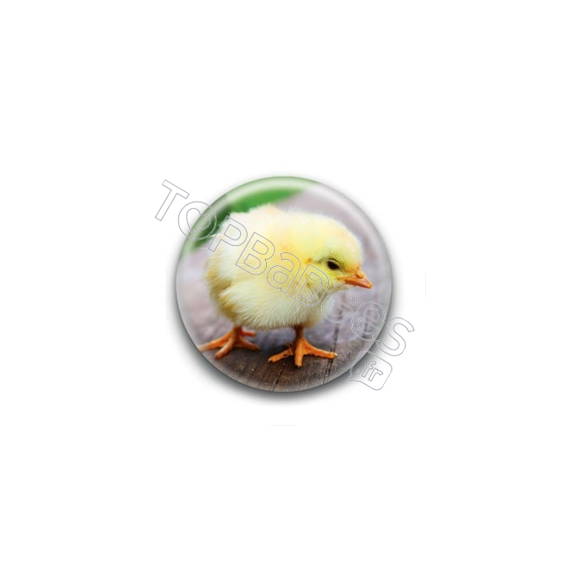 Badge Poussin